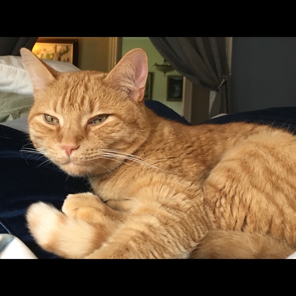 Meet your Posher, Leslie